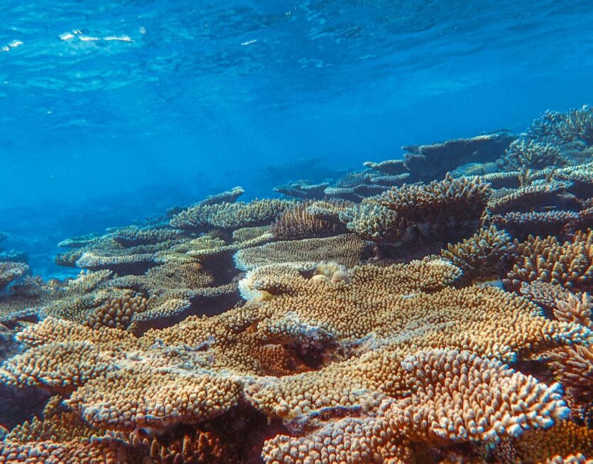 corals_2 corals_2