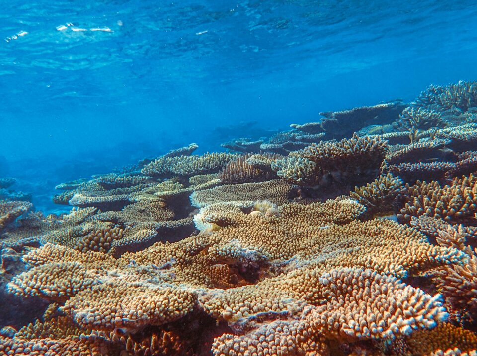corals_2 corals_2